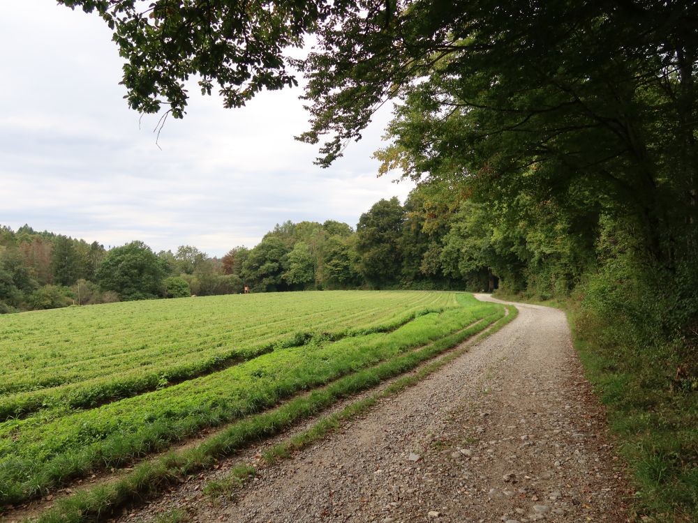 Weg am Waldrand