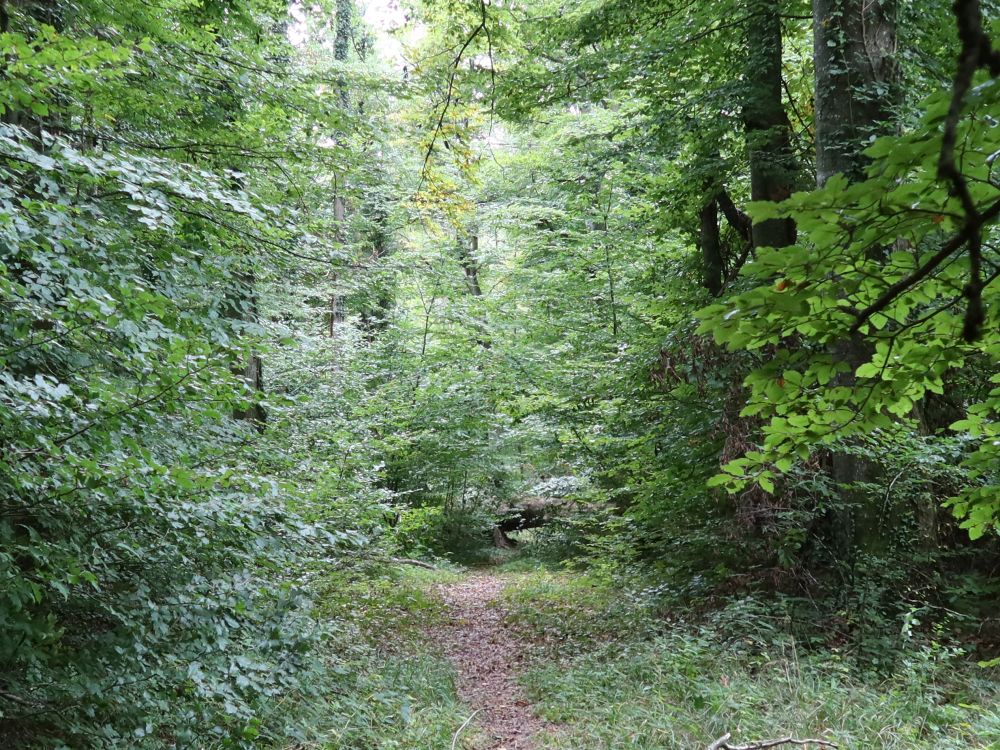 Waldpfad mit Hindernis