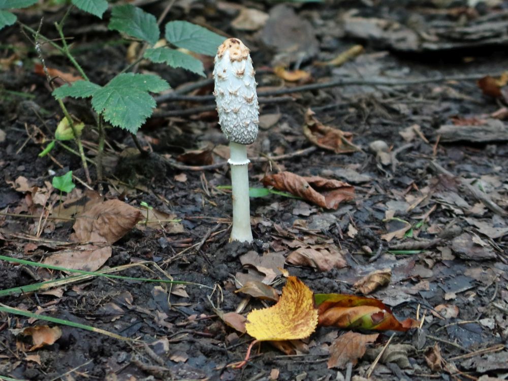 Pilz