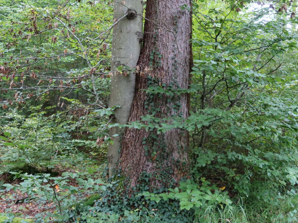 unterschiedliche Baumarten