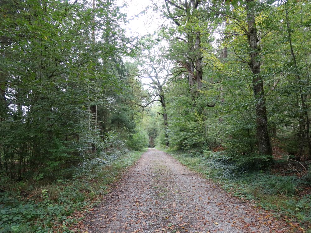 Waldweg