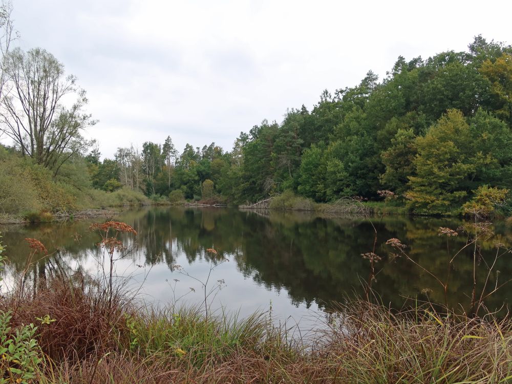 Dingelsdorfer Weiher