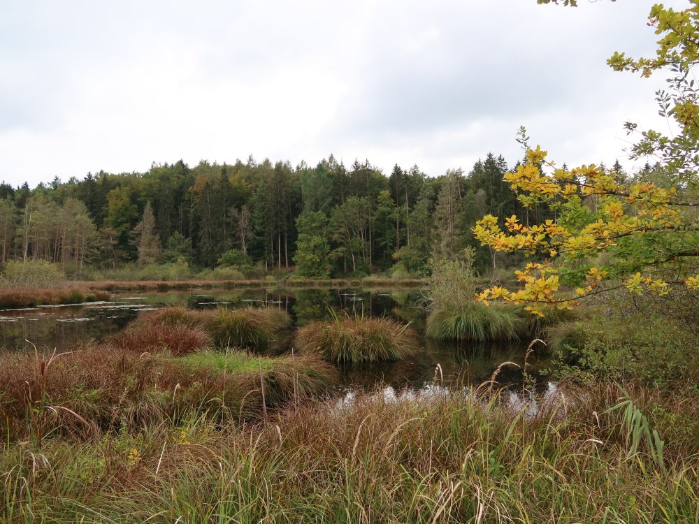 Dingelsdorfer Weiher