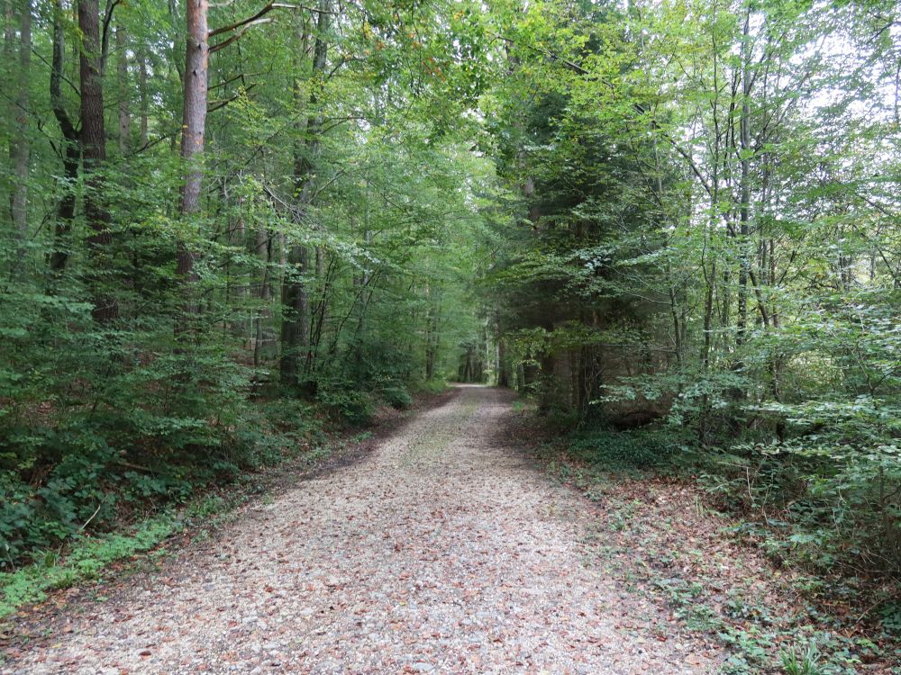 Waldweg