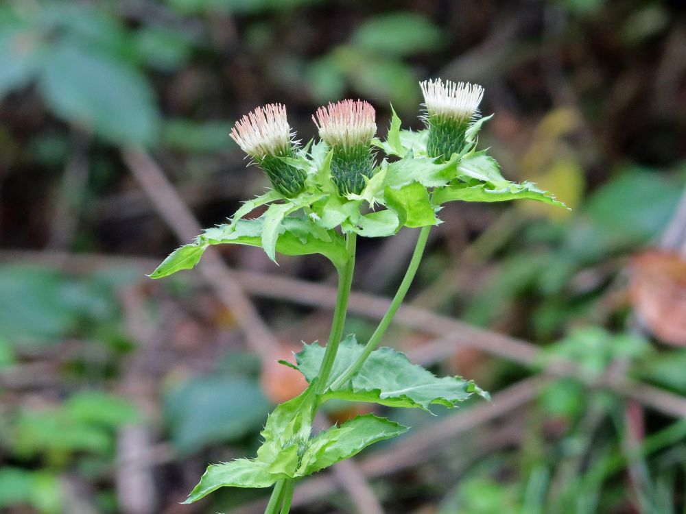 Kohldistel