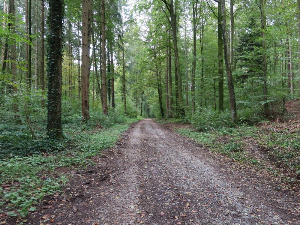 Waldweg