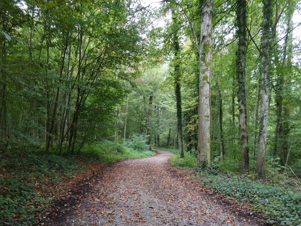 Waldweg