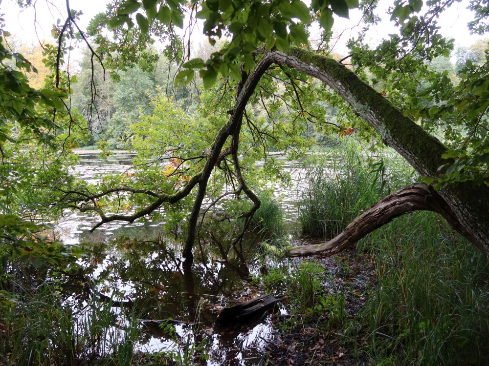 Mühlweiher