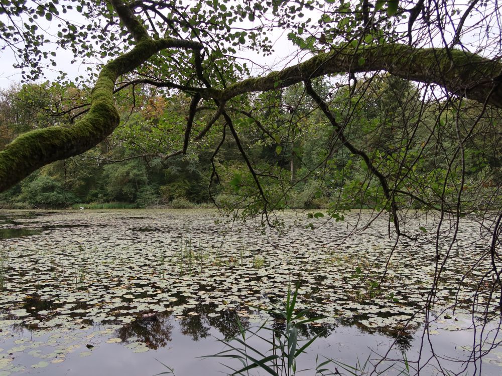 Mühlweiher