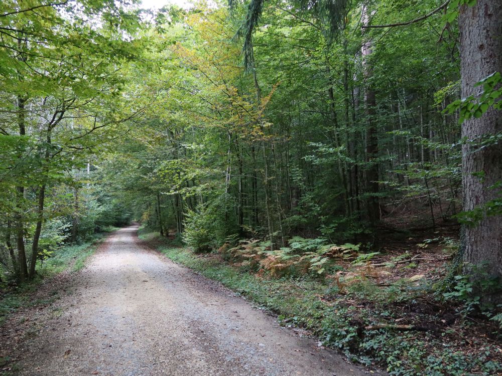 Waldweg