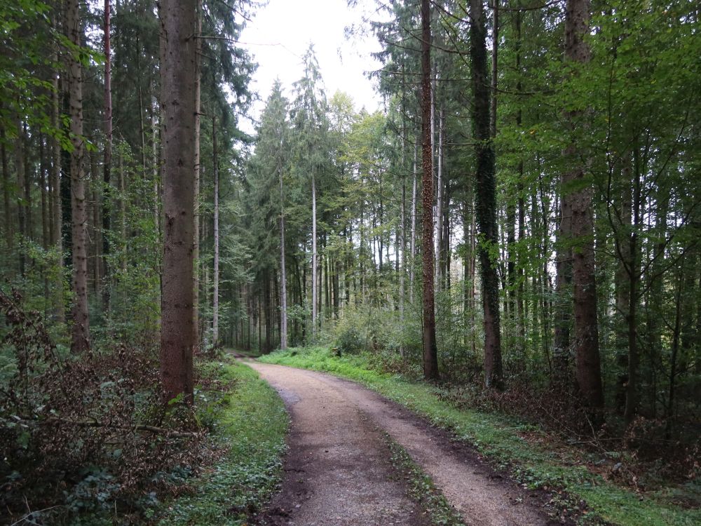 Waldweg