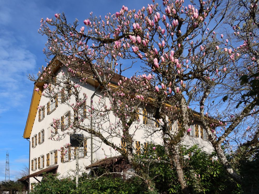 Magnolie am Schloss Böttstein