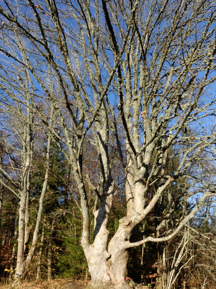 blattloser Baum