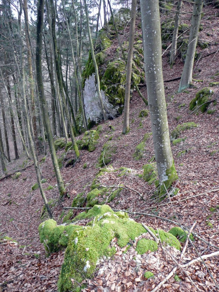 Fels mit Moos Nähe Kolbinger Höhle