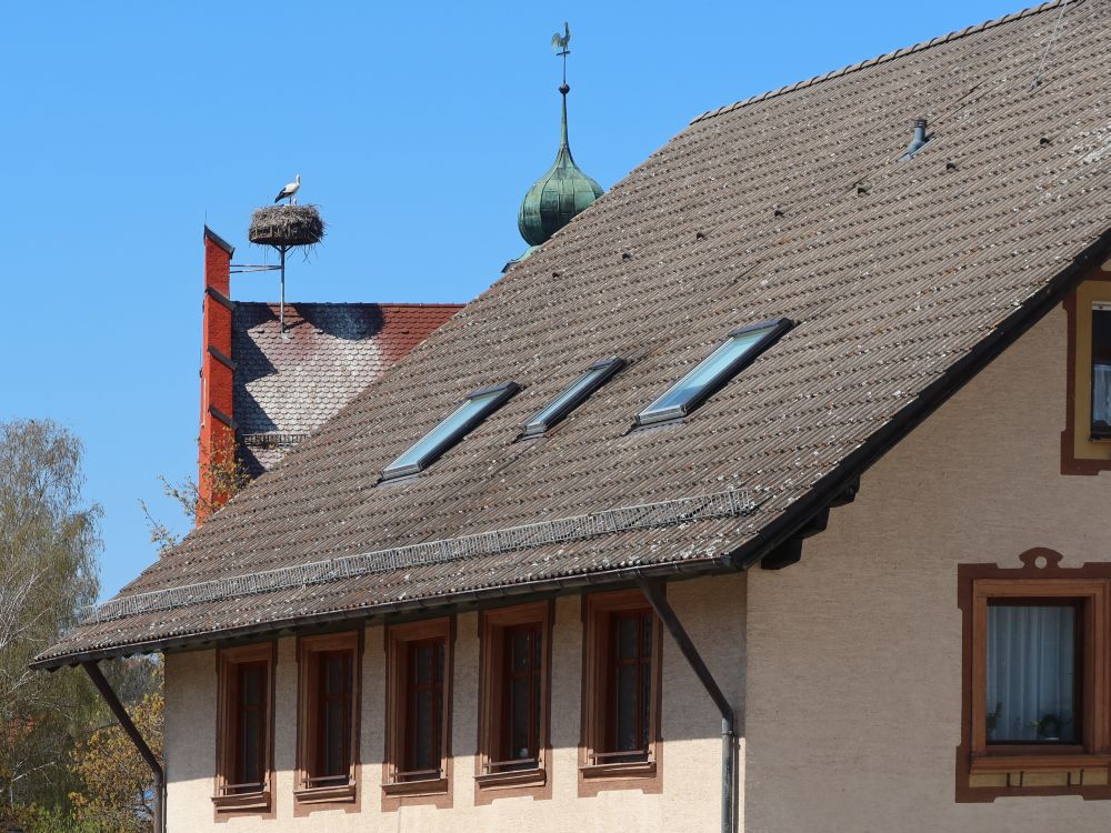 Storchennest auf dem Hausdach