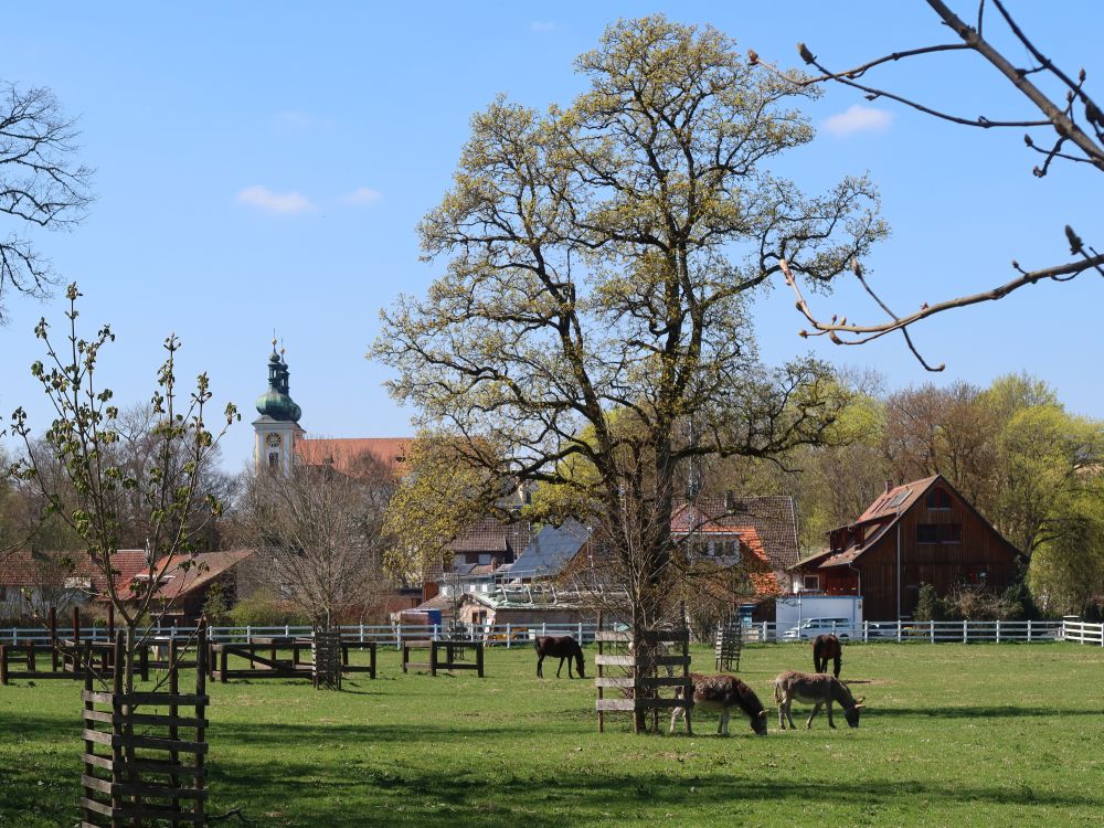 Schlosskirche und Pferdekoppel