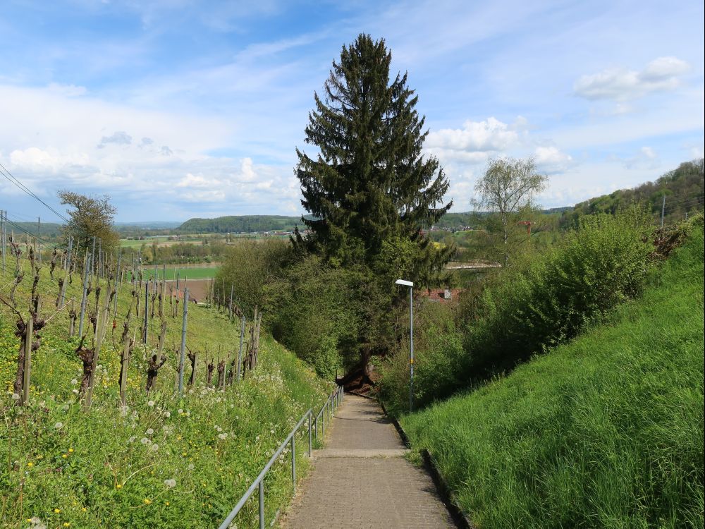 Wanderweg bei Rüdlingen
