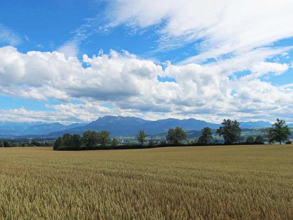 Kornfeld unterm Pilatus