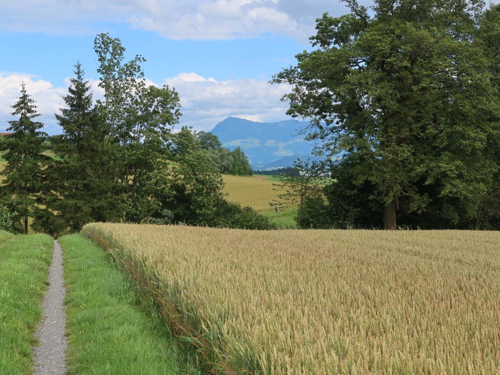 Pfad am Kondfeld und Rigi