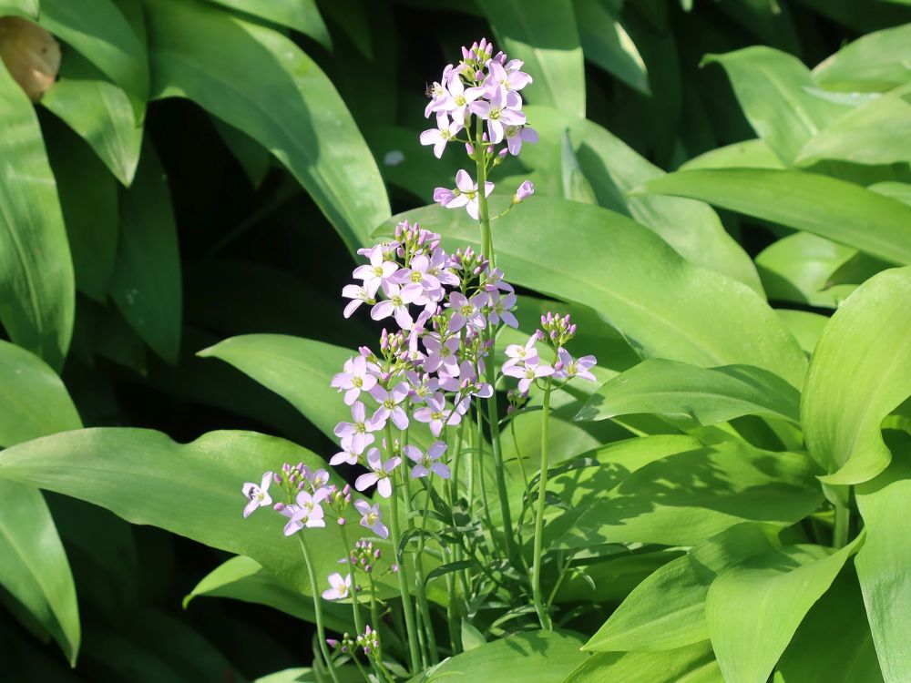 Wiesen-Schaumkraut zwischen Bärlauch