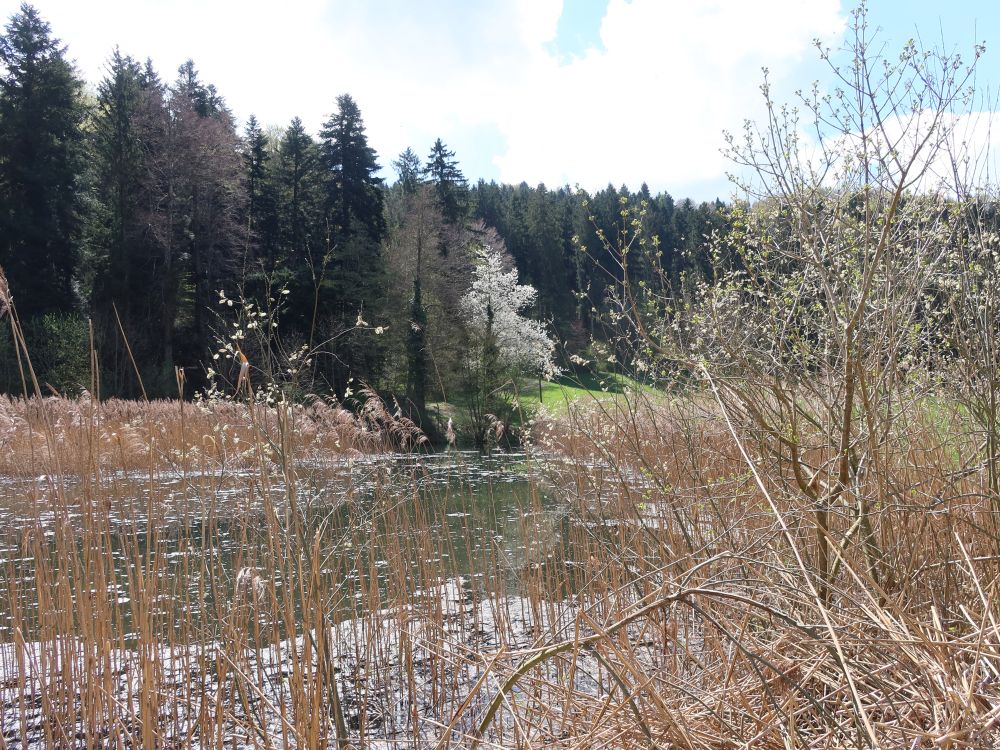 Weiher am Bolsternbach