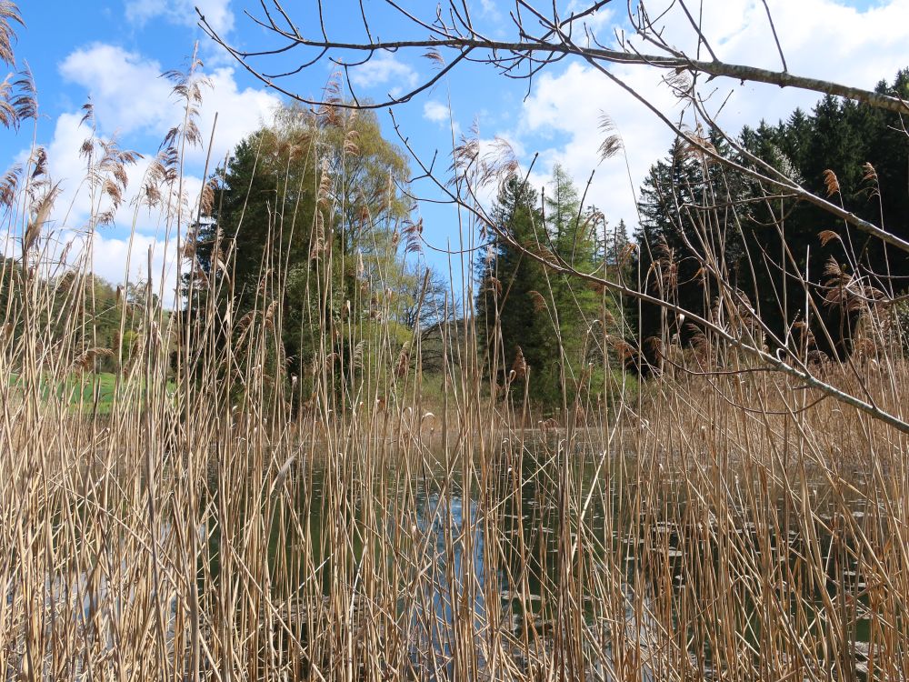 Weiher hinterm Schilf