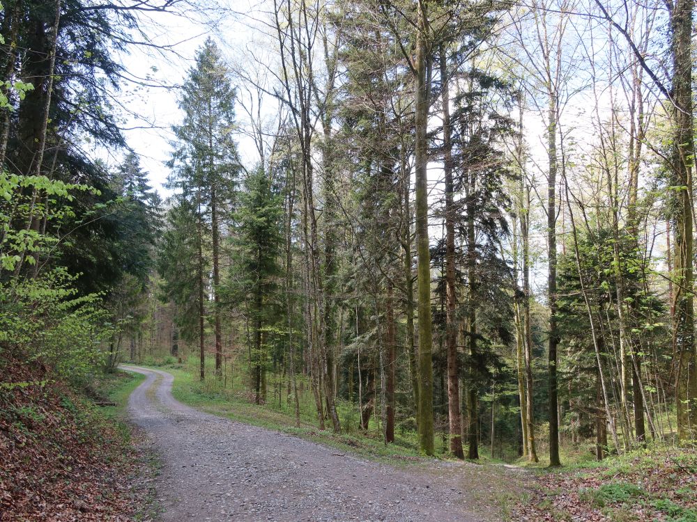 Speckstrasse
