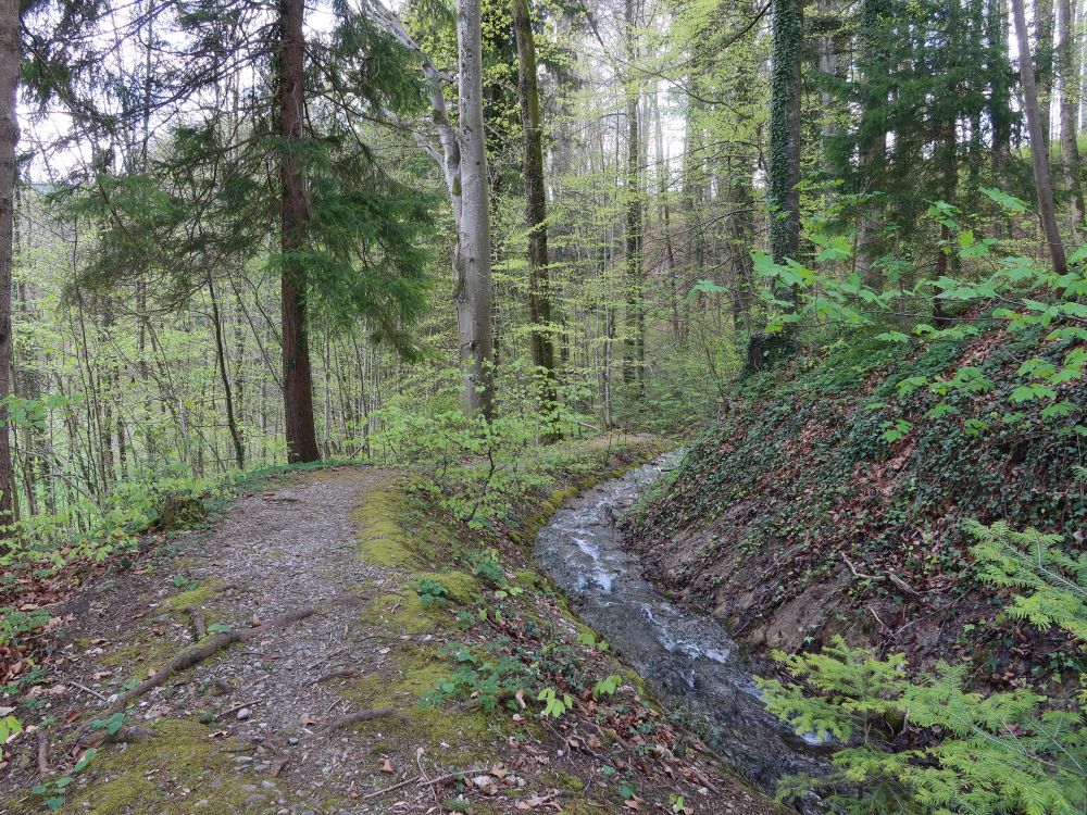 Pfad an der Waltensteiner Eulach