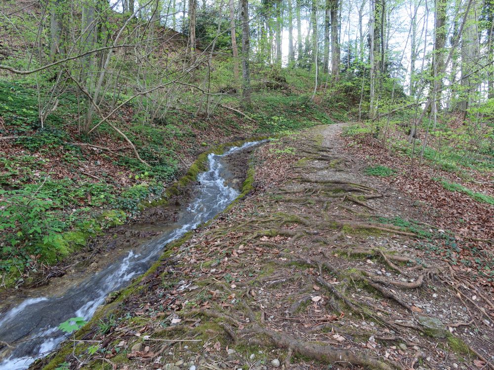 Pfad an der Waltensteiner Eulach