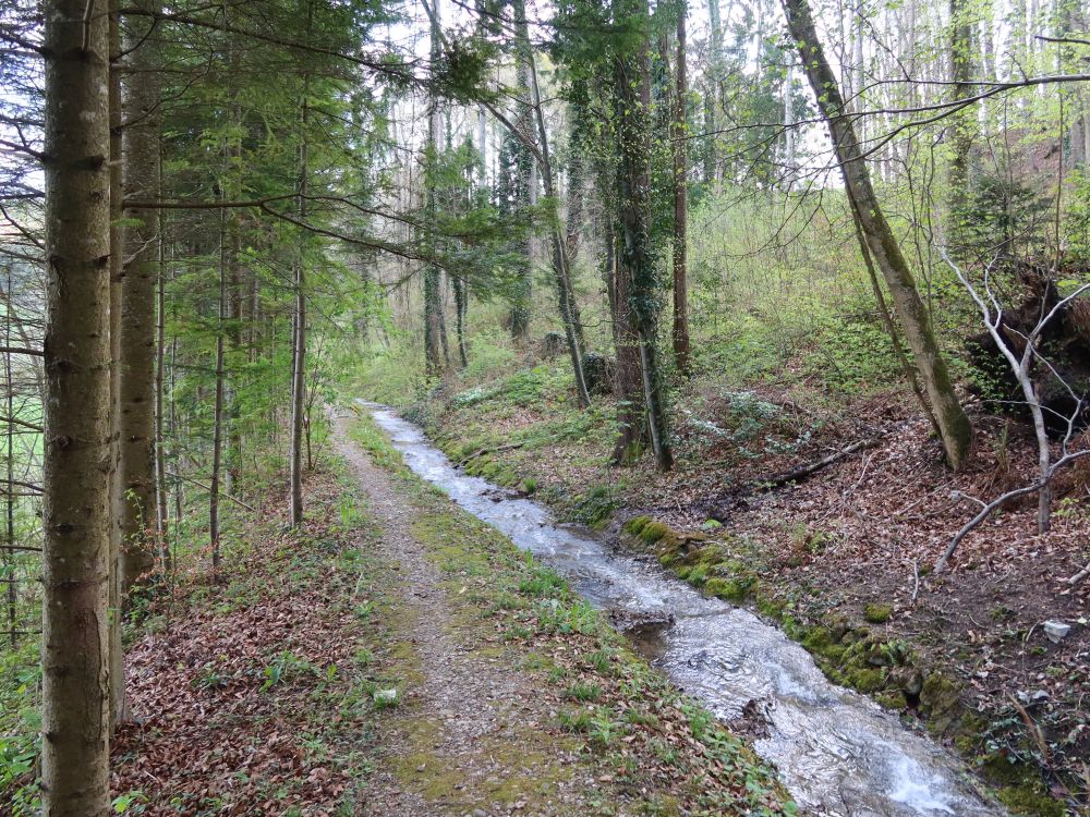 Pfad an der Waltensteiner Eulach