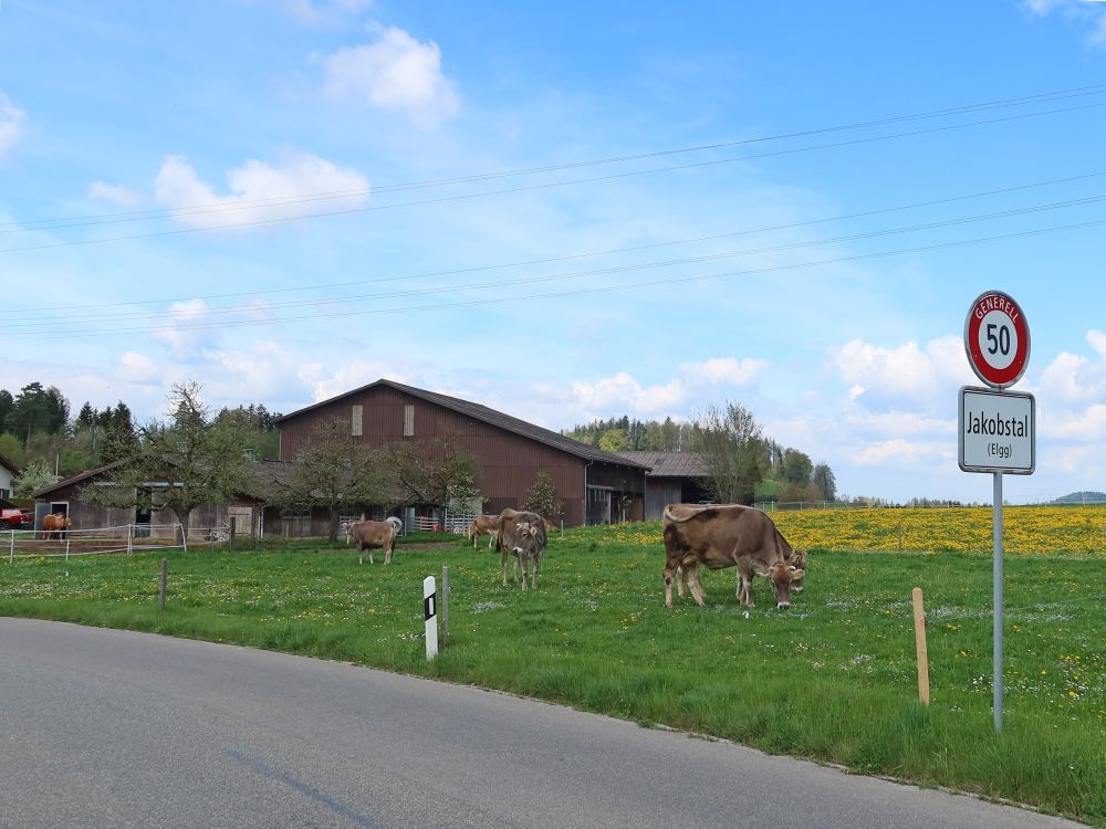 Kühe bei Jakobstal