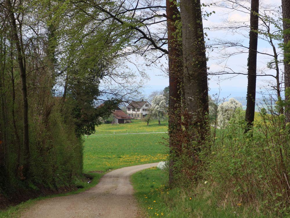 Neuguet zwischen Bäumen