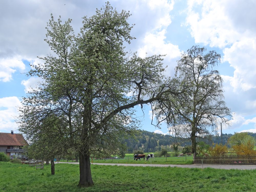 Kühe zwischen Bäumen
