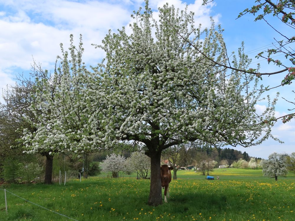Kuh unterm blühenden Baum