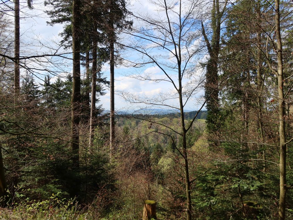 Weitblick durch Baumlücke