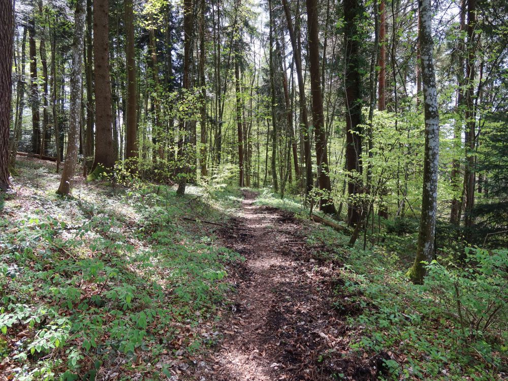 Waldpfad