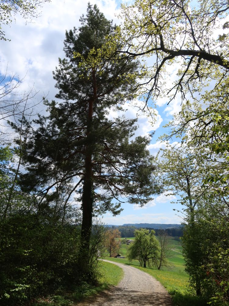 Baum am Hulmenweg