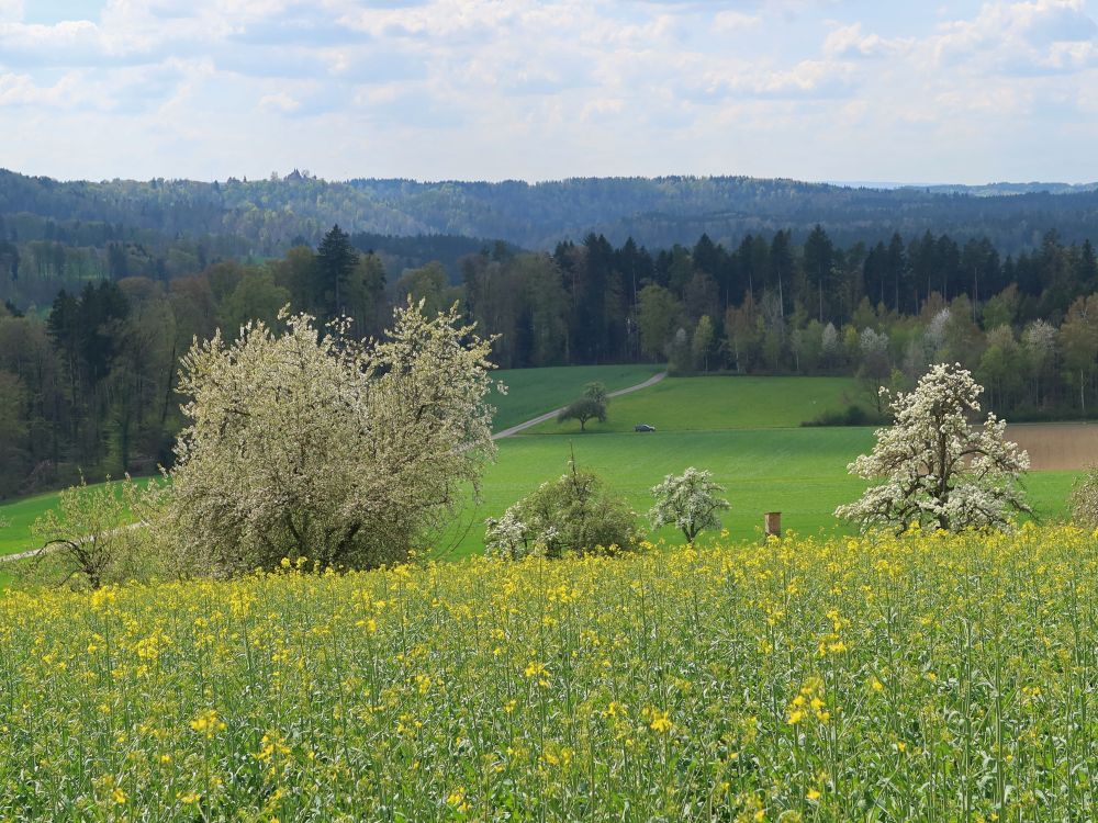 Rapsfeld und blühende Bäume