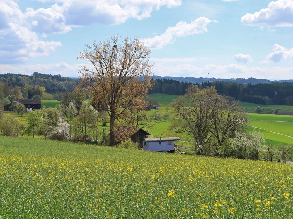 Tinyhouse hinterm Rapsfeld
