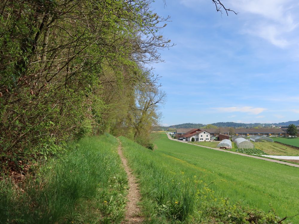 Blick Richtung Gemüse Gärtnerei