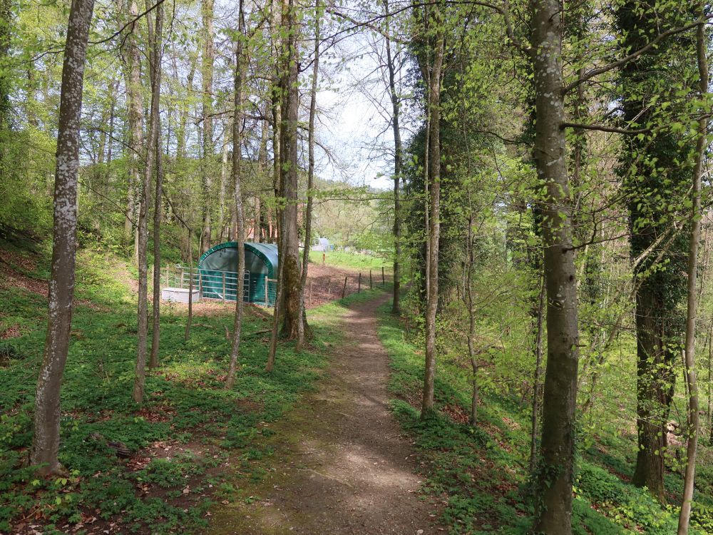 Waldpfad