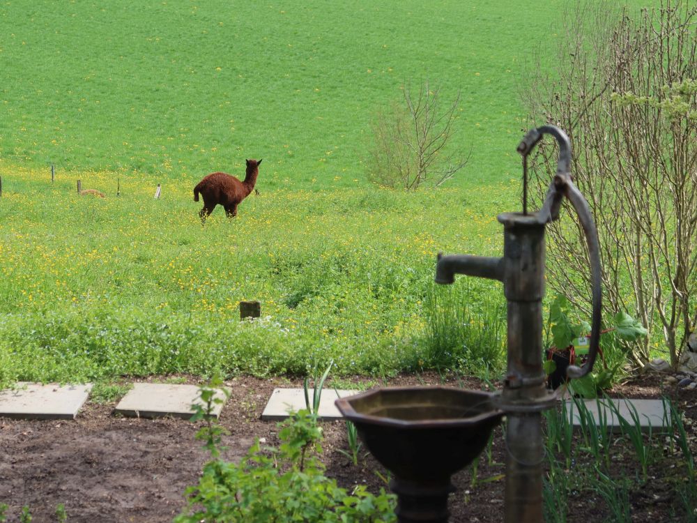 Brunnen und Alpaka