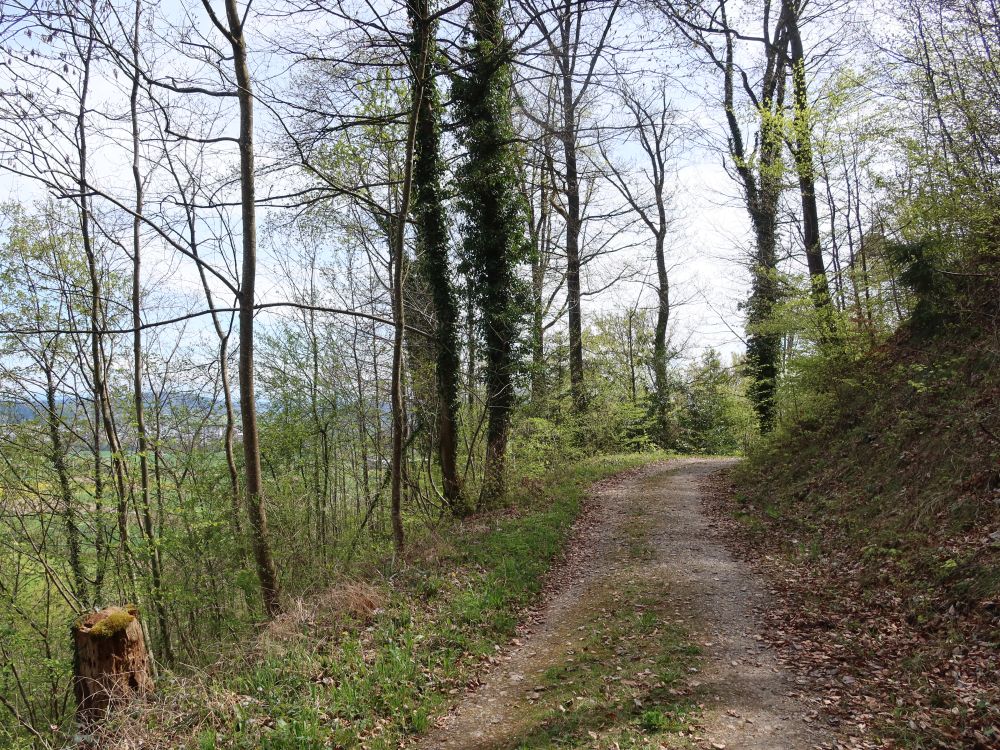 Waldweg