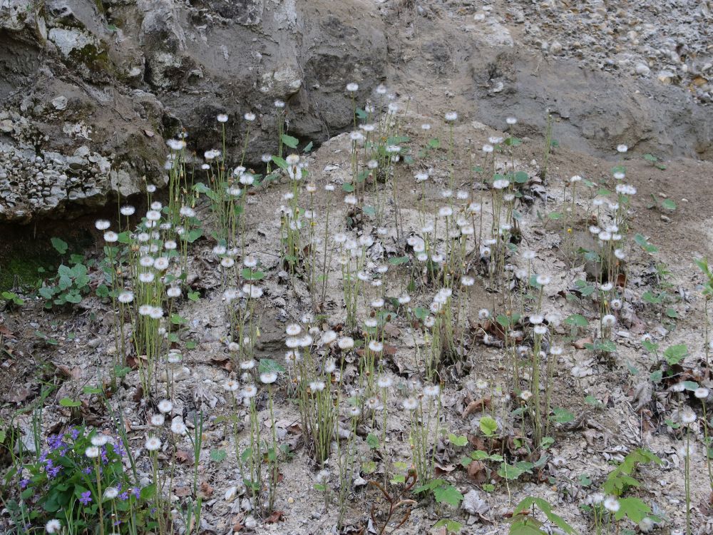 verblüter Huflattich