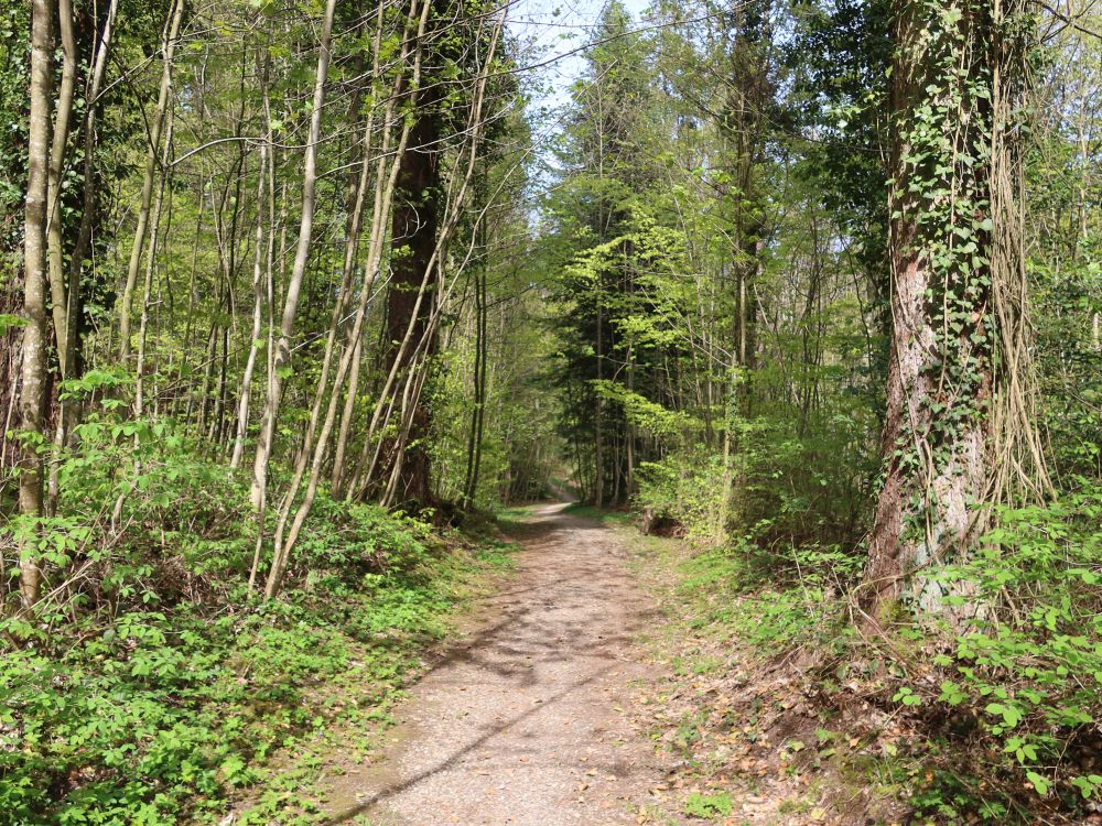 Waldweg