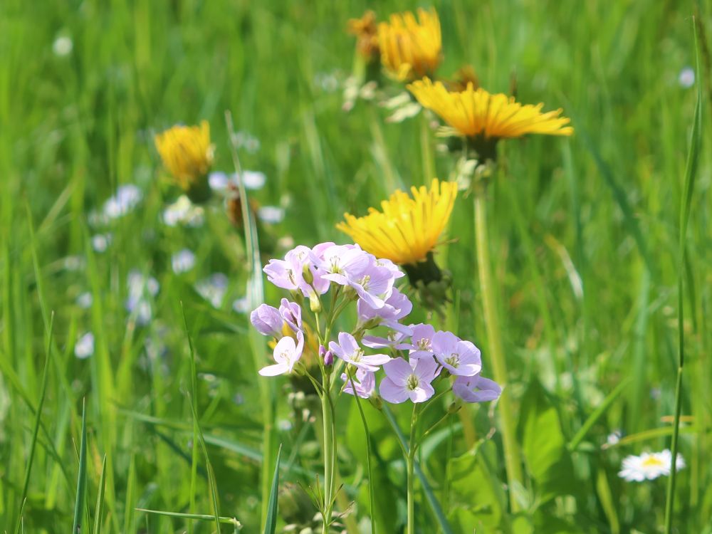 Wiesen-Schaumkraut und Löwenzahn