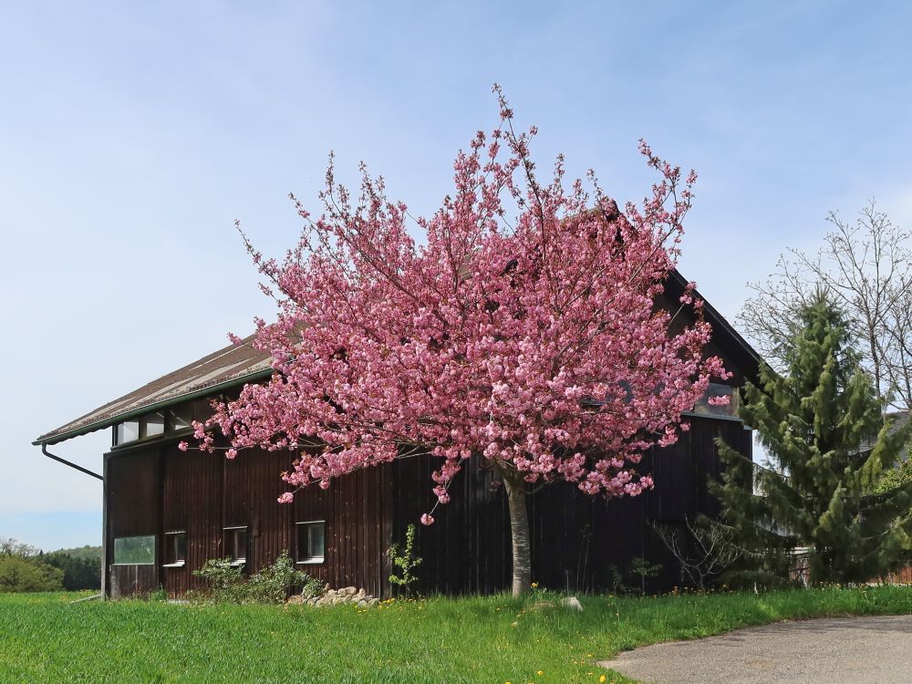 blühender Kirschbaum