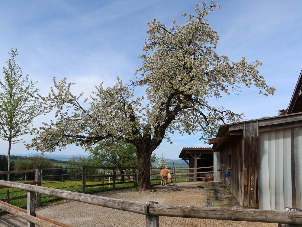 Pferd bei Schneitberg