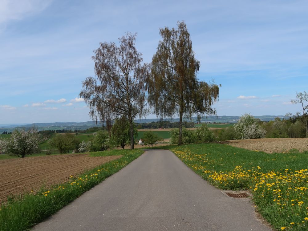 Bäume an der Schneitbergstrasse