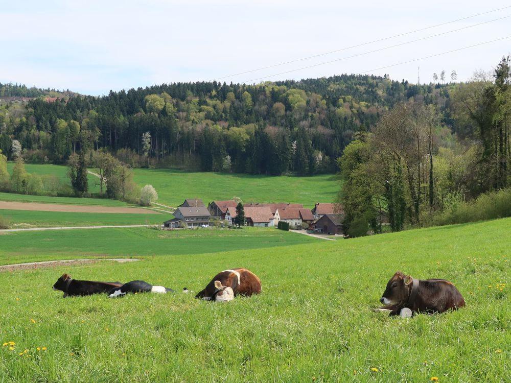 faule Kühe und Mittelschneit
